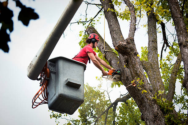 Best Emergency Tree Removal  in Brooklyn, OH