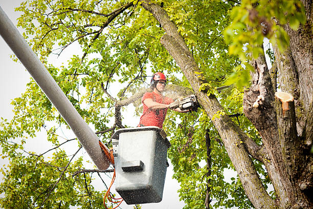 Professional  Tree Services in Brooklyn, OH